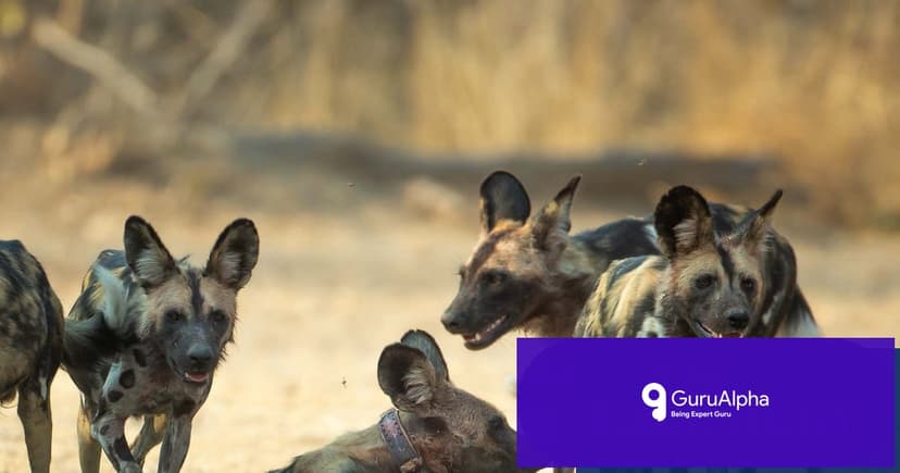 African Wild Dogs' Historic 2,500-Mile Journey Across Zambia
